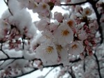 雪桜2010　開成山公園'